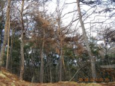 Ips acuminatus на Pinus pityusa 2